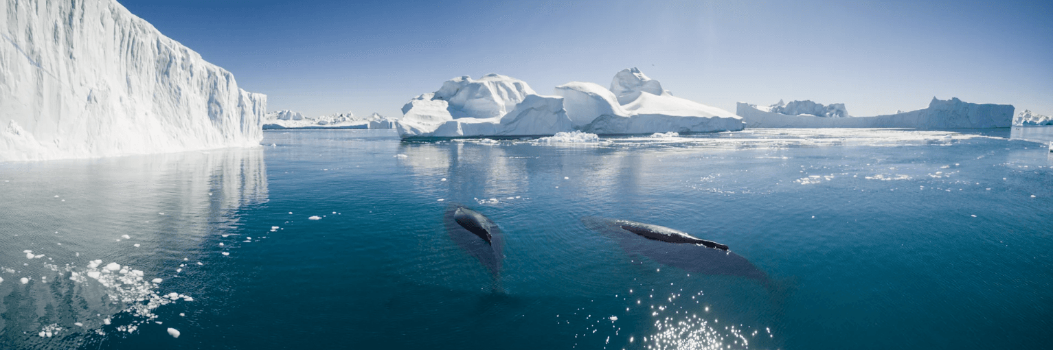 Top 7 Destinations for Whale Watching